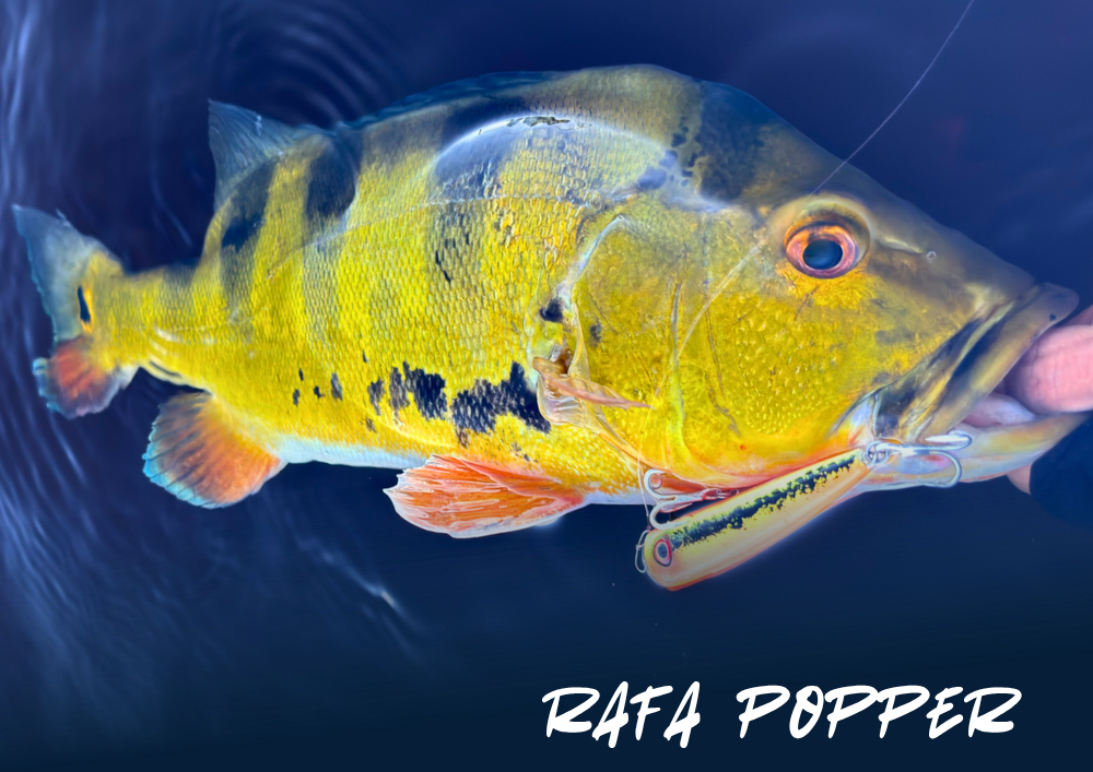 Tucunaré atacando uma isca artificial Rafa Lures nas águas da Amazônia